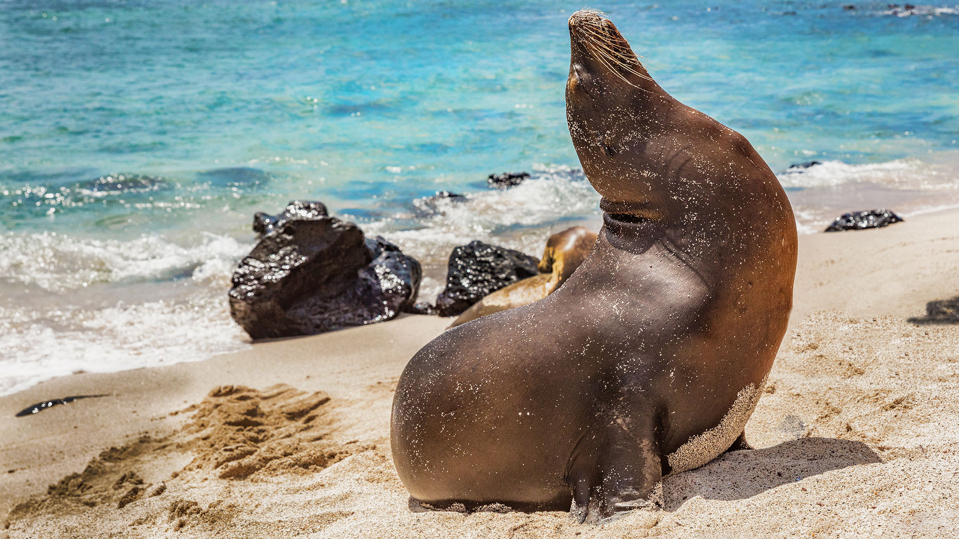 Galápagos Sea Lion